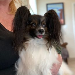 Bindi - Papillon