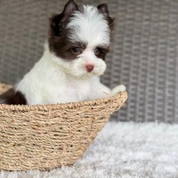 Miles - Chocolate, tan and white male Yorkshire Terrier puppy in Hardin, Texas from Katrinas puppies