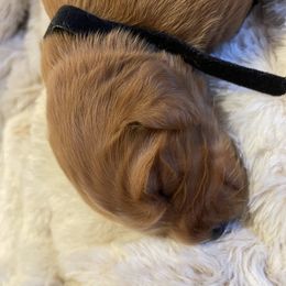 Golden Retriever Puppies from Tradershire Goldens