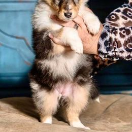 Collie Puppies from Teal Bluffs Rough Collies