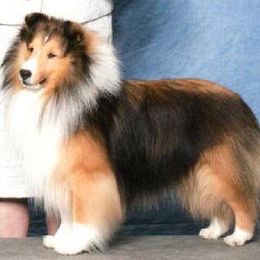 Shetland Sheepdogs from Eileen Lanser's Shetland Sheepdogs