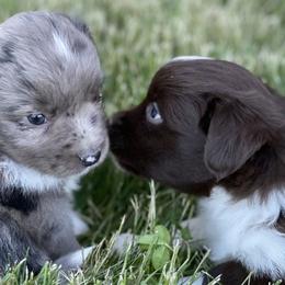 Miniature Australian Shepherds from Yaw's Mini Aussies