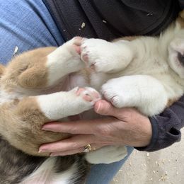 Cardigan Welsh Corgi Puppies from Penfro Corgis