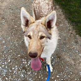 Quest - German Shepherd