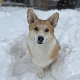 Aspen  - Pembroke Welsh Corgi