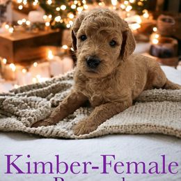 Kimber-dark purple - Apricot Goldendoodle puppy in Augusta, Maine from Bridgewood Doodle Farm LLC.