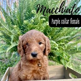 Macchiato - Red  female Goldendoodle puppy in Taylorsville, North Carolina from Doggone Dixie Doodles