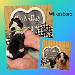 Wilkesboro - Black and white male English Springer Spaniel puppy in Freeland, Michigan from McNally's Springer Spaniels