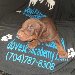 Girl 1 - Red and rust female Doberman Pinscher puppy in Concord, North Carolina from Dove's K9 Academy