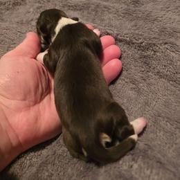 Willow - Chocolate female Havanese puppy in Mason City, Iowa from Hoku Havanese
