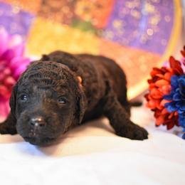 Cosmo - Black male Australian Labradoodle puppy in Sturbridge, Massachusetts from Pawlite Best Friends