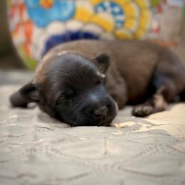 Belgian Tervuren Puppies from Nordstern Tervuren