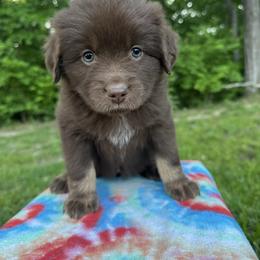 Girl 2 - Red female Australian Shepherd puppy in Hillsboro, Illinois from Perfect Paws Puppies
