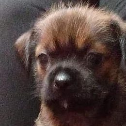 Chihuahuas, Companion Crosses, and Shih Tzus from Dilka's Puppies