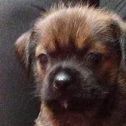 Chihuahuas, Companion Crosses, and Shih Tzus from Dilka's Puppies