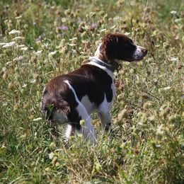 FRANNIE - Brittany