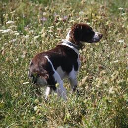 FRANNIE - Brittany