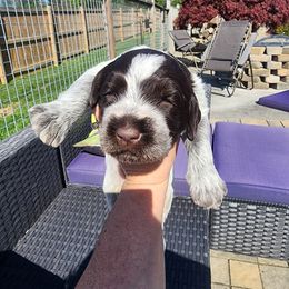 Scarlet - White and brown Wirehaired Pointing Griffon puppy in Clear Spring, Maryland from Moonshine's Wirehaired Pointing Griffons