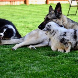 Australian Shepherd Puppies from Saddle Peak Aussies