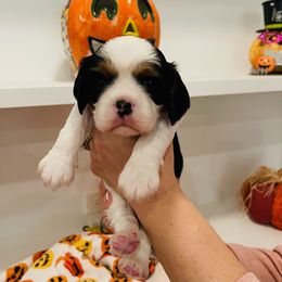 Cavalier King Charles Spaniel Puppies from Ridgefield Cavaliers