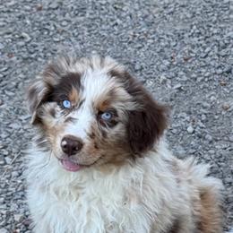 Porky - Red merle male Australian Shepherd puppy in Camas, Washington from Sayre Australian Shepherds