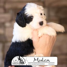 Mulan - Black and white female Sheepadoodle puppy in Cleveland, Tennessee from Narrow Path Old English & Sheepadoodles