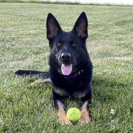 Poppy - German Shepherd