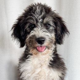 Timber - Black tri-color male Aussiedoodle puppy in Shiocton, Wisconsin from White Star Acres