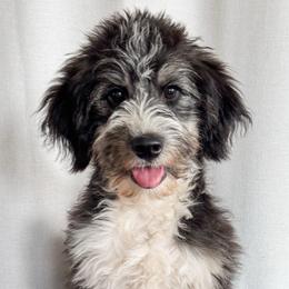 Timber - Black tri-color male Aussiedoodle puppy in Shiocton, Wisconsin from White Star Acres