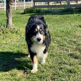 Wrangler - Australian Shepherd
