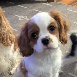 Jack O'Lantern - Blenheim male Cavalier King Charles Spaniel puppy in Marengo, Ohio from Buttin'Heads Cavaliers