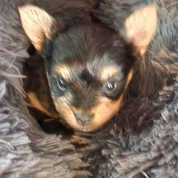 Yorkshire Terriers from Letterman Yorkies