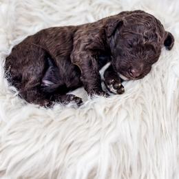 Brown girl two - Chocolate female Labradoodle puppy in Davison, Michigan from Dreaming Doodles