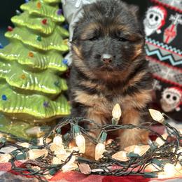 Wilder - Black and red male German Shepherd puppy in Iola, Wisconsin from DeFelice's German Shepherds