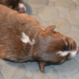 Boy 1 - male Australian Shepherd puppy in Bloomfield, New York from Wayward Trails Kennel