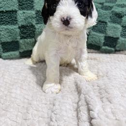 Girl 4 - Tri-color female Cavapoo puppy in Bloomfield, Iowa from Schooley Doodles
