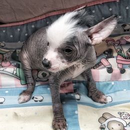Ming - Slate male Chinese Crested puppy in Henderson, Kentucky from Western Kentucky Chihuahua’s and Chinese Crested’s