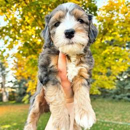 Reba - Merle female Bernedoodle puppy in Idaho Falls, Idaho from Idahome Doodle