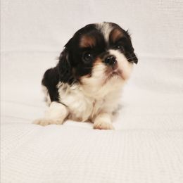 Oregano - Tri-color male Cavalier King Charles Spaniel puppy in Wilburton, Oklahoma from My Kids Kennel