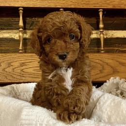 Poodles from Ella’s Cottage Poodles