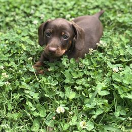 Dachshund Puppies from Crenshaw Dachshunds