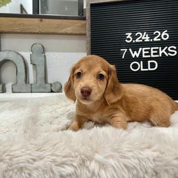 Itchy calf - Dapple male Dachshund puppy in Goodyear, Arizona from AZ Low Life Doxies