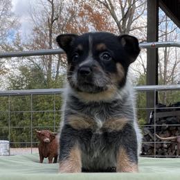 Queen Girl 4 - Blue speckled female Australian Cattle Dog puppy in Monroe, Louisiana from The Sweet Kennels