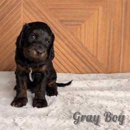 Gray Boy - Phantom male Goldendoodle puppy in Modesto, California from Two Doods Doodles