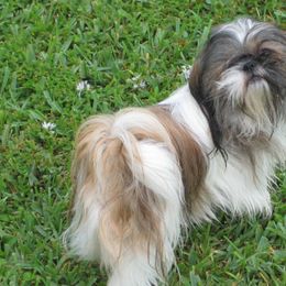 Shih Tzus from Shih Tzu Cottage
