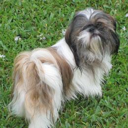 Shih Tzus from Shih Tzu Cottage