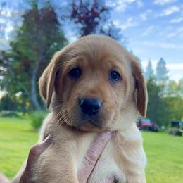 Neon collar male - Yellow male Labrador Retriever puppy in Sandpoint, Idaho from Allen Sunnyside AKC Labs