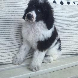 Cairo-agouti parti - Parti male Poodle puppy in Cypress Inn, Tennessee from Nine Pines Poodles