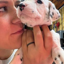 Green Collar Male - White and black male Dalmatian puppy in Colome, South Dakota from KB Ridgebacks and Dals, LLC