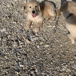 Golden Retriever Puppies from 3 Gun Retrievers